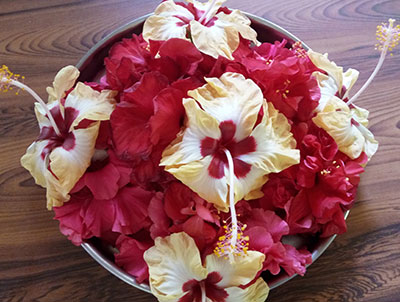 fresh hibiscus flowers for dasavala thambli