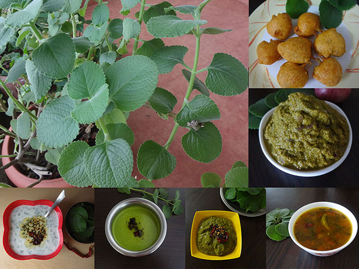 collection of recipes from doddapatre leaves