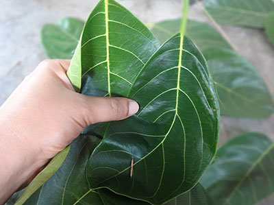 making jackfruit leaf cups for kotte kadubu