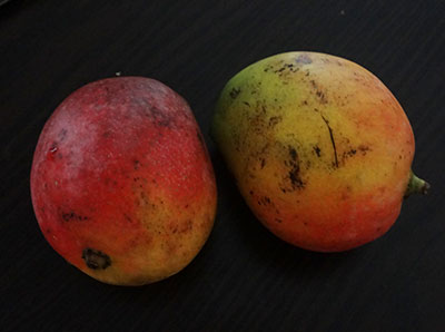 mangoes for mavina hannina rasayana or seekarane