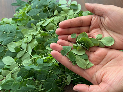 drumstick leaves for nugge soppu or drumstick leaves or moringa dal