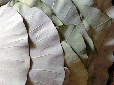clean the colocasia leaves