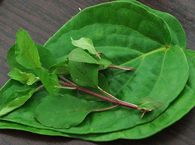 betel leaf and tulsi leaves for chest congestion or kapha