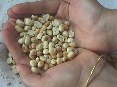 deskin peanuts for 2 ingredient laddu or shenga or kadalekai unde