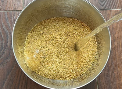 foxtail millet for navane khichdi or siridhanya recipes